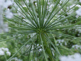 Ammi majus